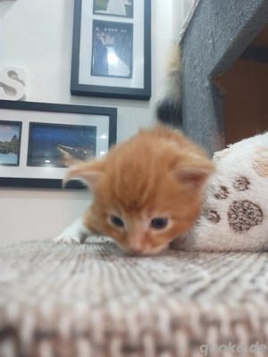 Main Coon Kitten abzugeben 