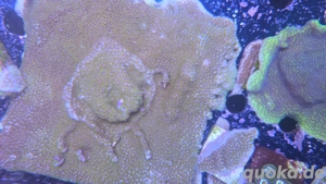 korallen sps montipora  zusammen 