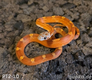 Toffee Blood Pied, Toffee Blood Motley Pied 