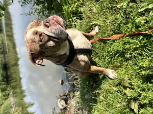 Old englisch Bulldogge