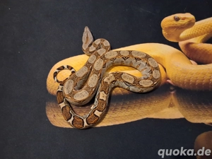 Boa ENZ 2025 abzugeben