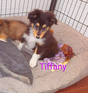 Sheltie Welpen mit Stammbaum suchen ein neues Zuhause 
