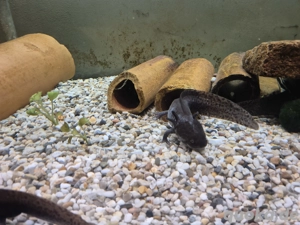 Axolotl zu verkaufen 