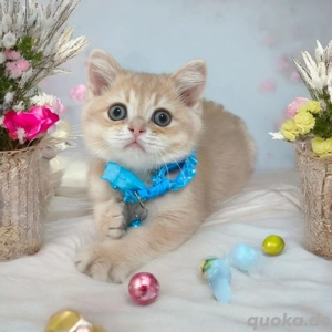 BKH BLH reinrassige Kitten mit excellente Stammbaum geimpft 