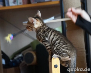 Toyger Kätzchen