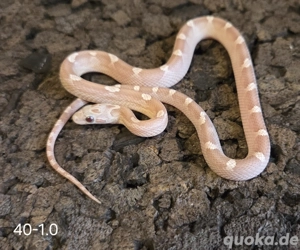 Ghost Blood Motley Pied