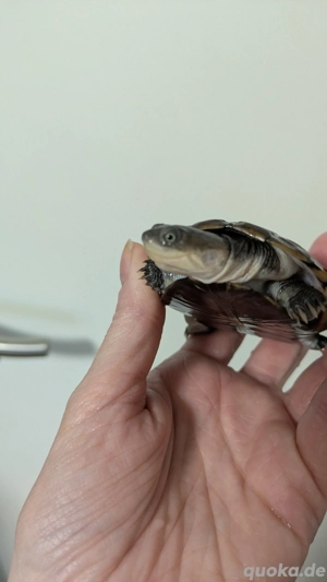 Wasserschildkröte Starrbrust-Pelomeduse Pelomedusa subrufa Schildkröte Halswender Reptil