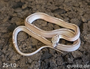 Granite Tessera Motley Pied 