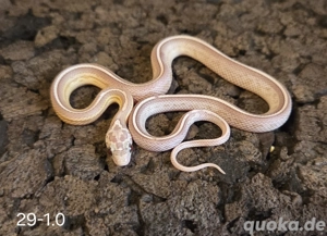 Avalanche Motley Pied, Ghost Tessera Motley, Snow Motley 