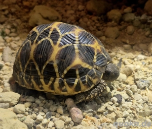 Sternenschildkröten
