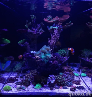 Verschiedene Meerwasser Ableger abzugeben 