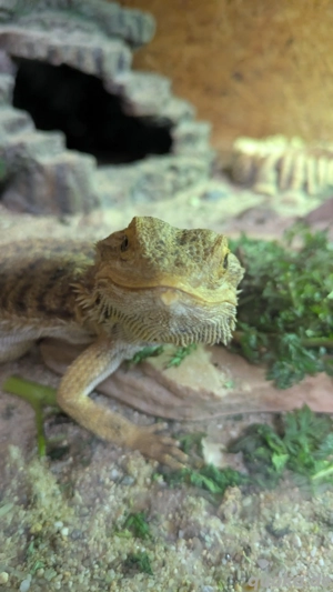 Bartagame Pogona vitticeps citrus Bartagame Agame Bartagam Echse Reptil