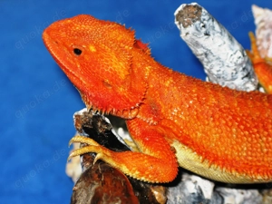 (M5) Bartagame (Zucht) Männchen, ca. 35 cm Gesamtlänge, Farbe. "rot" (Versand möglich) Bild 2