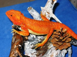 (M5) Bartagame (Zucht) Männchen, ca. 35 cm Gesamtlänge, Farbe. "rot" (Versand möglich) Bild 4