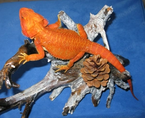 (M5) Bartagame (Zucht) Männchen, ca. 35 cm Gesamtlänge, Farbe. "rot" (Versand möglich) Bild 6