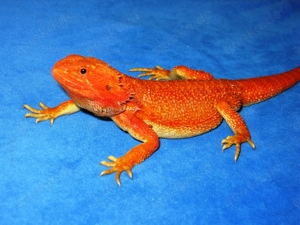 (M5) Bartagame (Zucht) Männchen, ca. 35 cm Gesamtlänge, Farbe. "rot" (Versand möglich) Bild 8