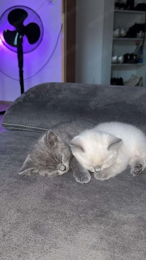 BKH Kitten Bluepoint