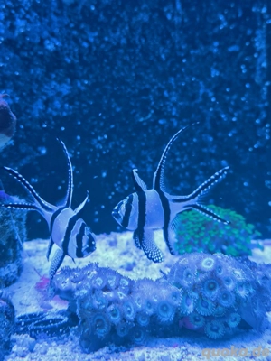 Kauferni Kardinalbarsche