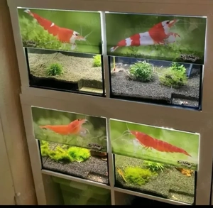 Kallax Nano Aquarium 