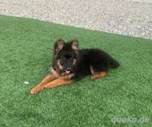 Deutsche Schäferhund-Welpen