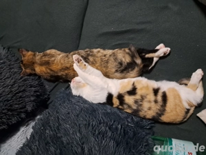 kuschel mäuse suchen neues Zuhause 