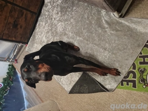 Dobermann 
