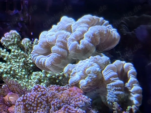 Caulastrea  neongrün Keulenkoralle