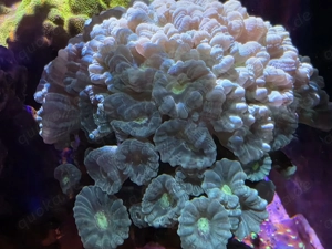 Caulastrea - Keulenkoralle - neongrün Bild 3