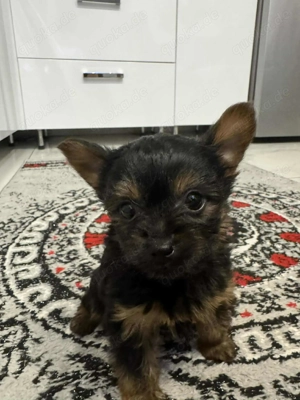 Yorkshire Terrier Welpen 