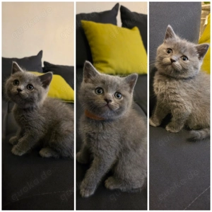 Bkh Kitten  Ab dem 15.01.2026 Abgabebereit  