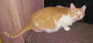 1 Katzen dame abzugeben