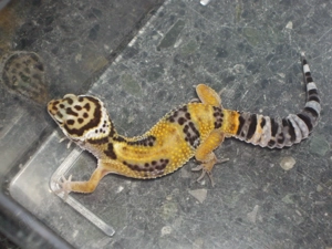 Leopardgeckos NZ 2025.
