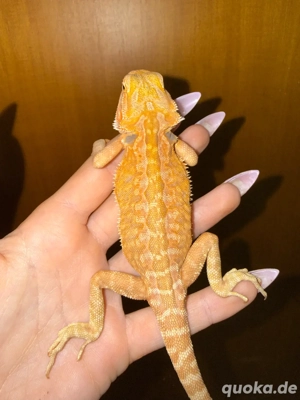 0,1 Bartagame Leatherback ENZ 25