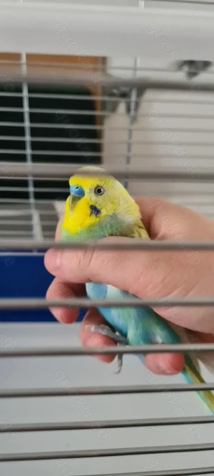 Wellensittiche mit Zubehör