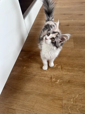 Dreifarbige Maine Coon Katze