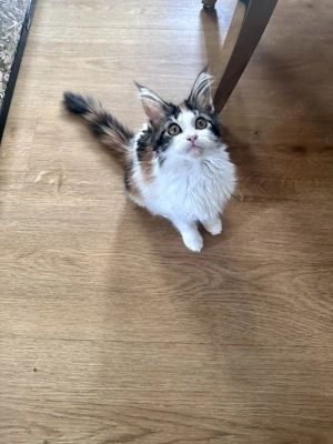 Dreifarbige Maine Coon Katze