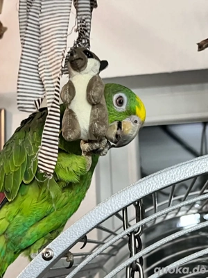 Junge Gelbstirn Amazonen   