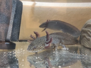 Axolotl Tiere, noch 1x Männchen!