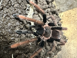 Sericopelma sp. Santa catalina