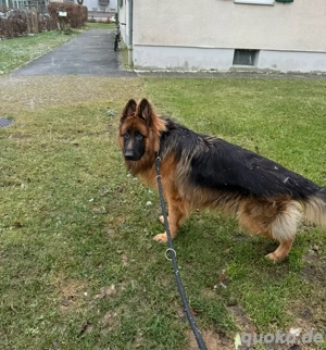 Altdeutscher Schäferhund-Rüde (geb. 08.03.2024) sucht liebevolles Zuhause