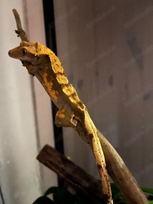 Kronengecko, männlich 2,5 Jahre alt zu verkaufen