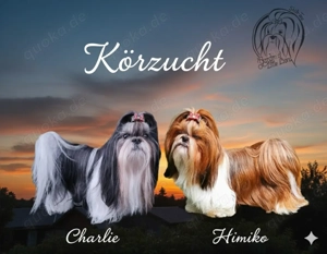 2 typvolle Rüden aus Körzucht