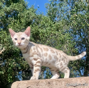 Erfahrener Bengal-Deckkater  "Simba " mit TICA-Stammbaum & Gesundheitsnachweisen