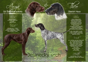 Welpen Deutsch Kurzhaar 