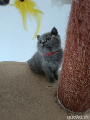Reinrassige BKH Kitten mit Stammbaum Abgabebereit sofort 