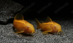 Corydoras sp. Gold Stripe CW10 Albino - Welse - Panzerwelse Bild 2