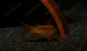 Corydoras sp. Gold Stripe CW10 Albino - Welse - Panzerwelse Bild 3