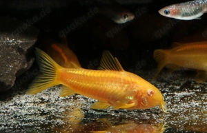 Corydoras sp. Gold Stripe CW10 Albino - Welse - Panzerwelse