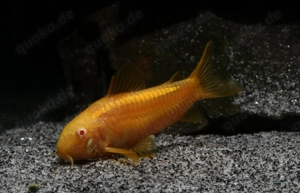 Corydoras sp. Gold Stripe CW10 Albino - Welse - Panzerwelse Bild 4