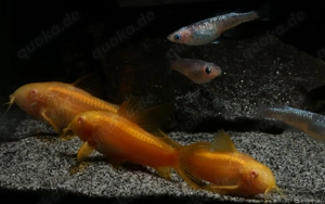 Corydoras sp. Gold Stripe CW10 Albino - Welse - Panzerwelse Bild 5